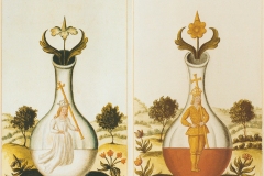 Rosa Alba et Rosa Rubea, Donum Dei, 17ème siècle - wikimedia commons, domaine public