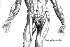 Ecorché, planche traité d’Andrea Vesale	- SL 2024, domaine public
