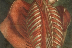 Muscles du dos, Jacques Fabien Gautier Dagoty, 1746	Wikimedia commons, domaine public
