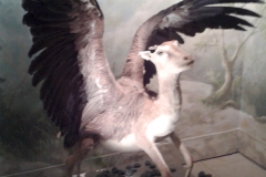 Joan Fontcuberta, Fauna, 1985-89 - SL 2014