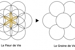 Graine et fleur de vie - wikimedia commons, domaine public