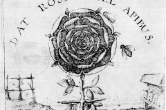 Rose noire, Robert  Fludd, 1629 - wikimedia commons, domaine public
